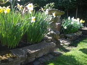 30th Mar 2012 - Last Daffodils...