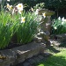 Last Daffodils... by moominmomma