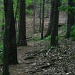 A Walk in the Woods by tara11