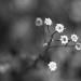 Wildflowers by laurentye