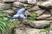 30th Mar 2012 - Blue Heron