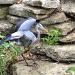 Blue Heron by lynne5477