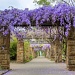 Blooming Wisteria by lynne5477