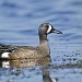 Blue Wing Teal on Water by twofunlabs