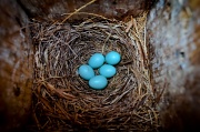 30th Mar 2012 - Pre - Bluebird