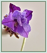 31st Mar 2012 - Lavender's Blue