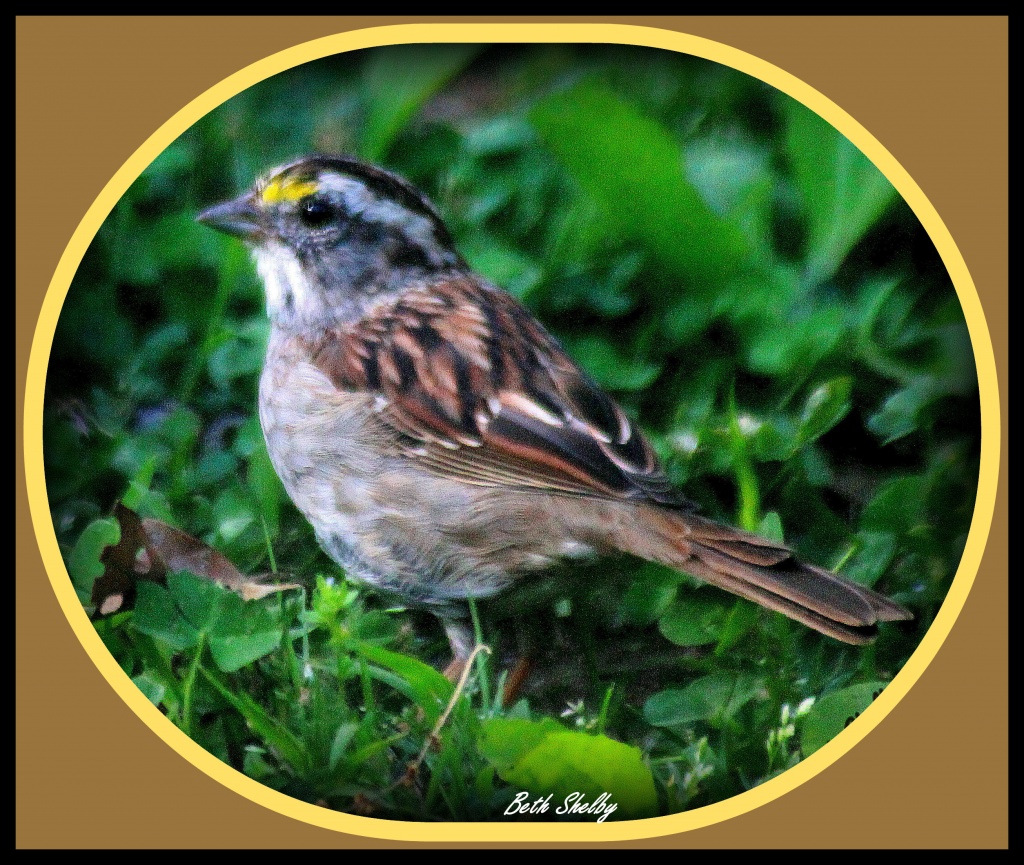 White Throated Sparrow by vernabeth
