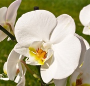 30th Mar 2012 - just an orchid...