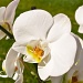 just an orchid... by cocobella