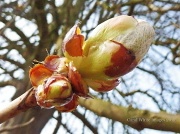 31st Mar 2012 - Horse-Chestnut Buds