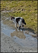 31st Mar 2012 - The Cat