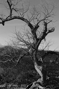 22nd Mar 2012 - Gnarly Old Tree