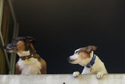 31st Mar 2012 - two doggies