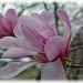 another magnolia blossom by mjmaven