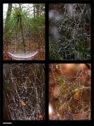 1st Apr 2012 - Layered pocket webs...