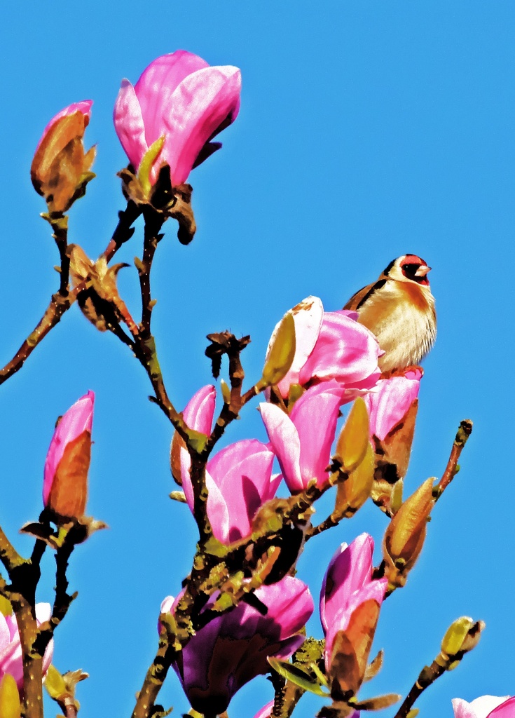 magnolia and goldfinch by jantan