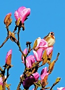 27th Mar 2012 - magnolia and goldfinch