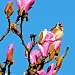 magnolia and goldfinch by jantan
