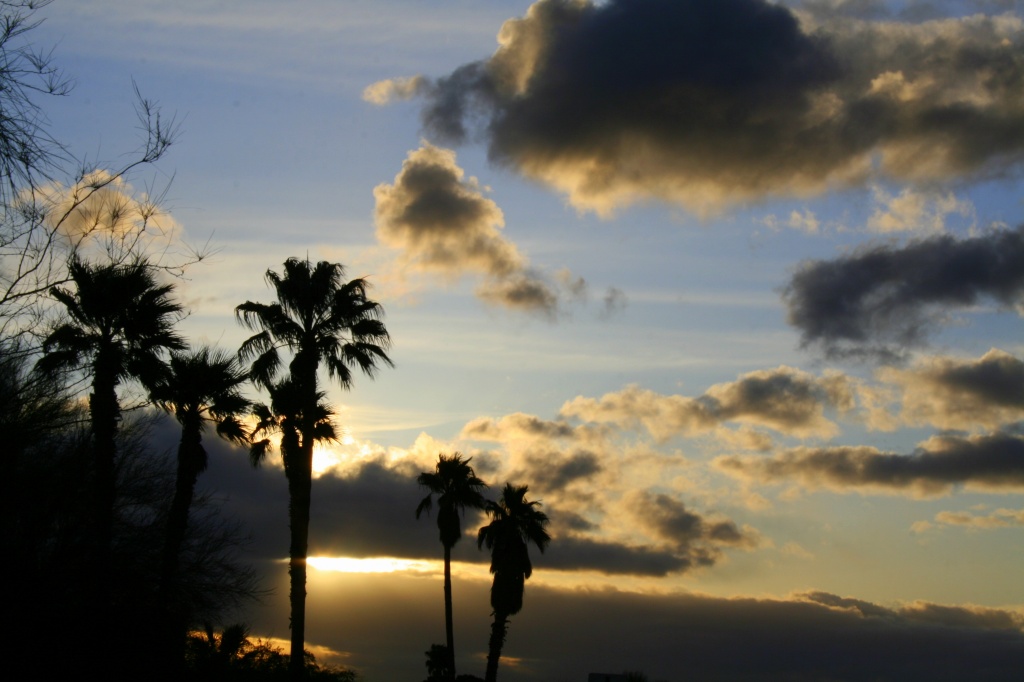Palm Tree Silhouettes by kerristephens