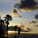 Palm Tree Silhouettes by kerristephens