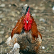 31st Mar 2012 - Just for fun: Rooster
