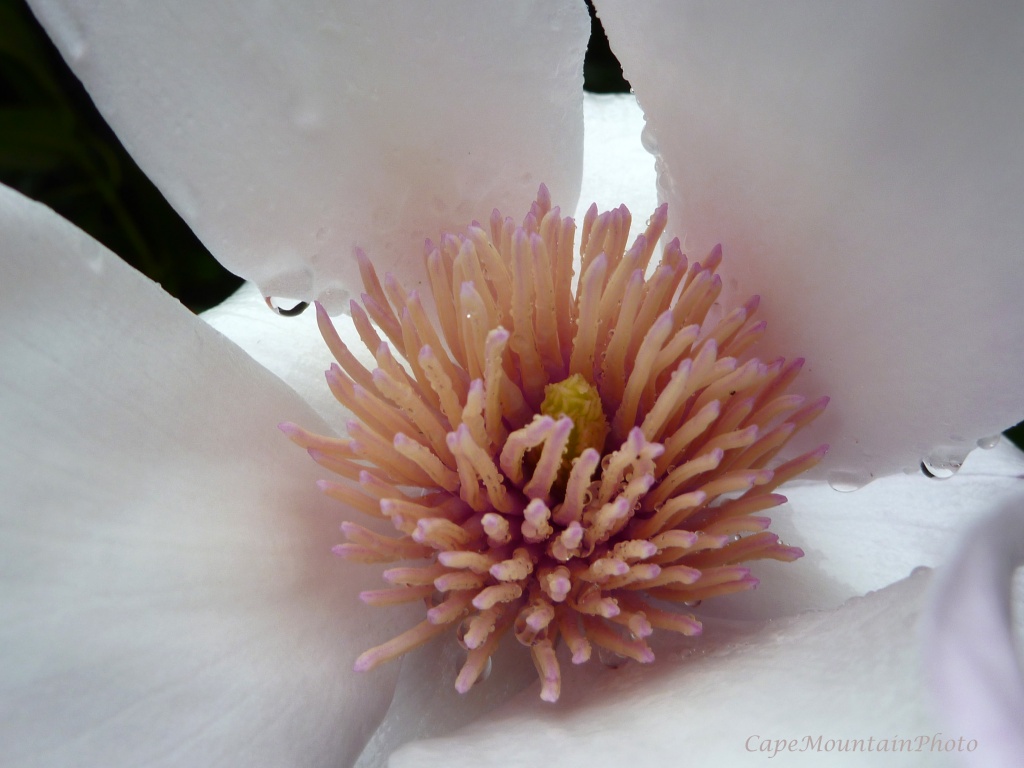 Magnolia in the Rain by jgpittenger