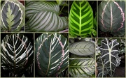 1st Apr 2012 -  Leafs of Calthea