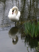 31st Mar 2012 - Swan