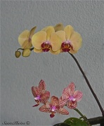 25th Mar 2012 - Update to the Orchids