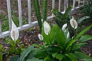 26th Mar 2012 - Update to the Peace Lilly