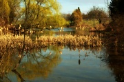 31st Mar 2012 - The Pond