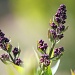 Lilac buds by phil_howcroft