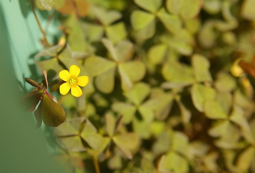 (Day 44) - Yellow among Clovers by cjphoto