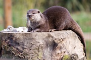 18th Mar 2012 - Otter