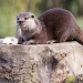 Otter by natsnell