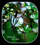 31st Mar 2012 - Tiger Swallowtail on Blackberry flowers