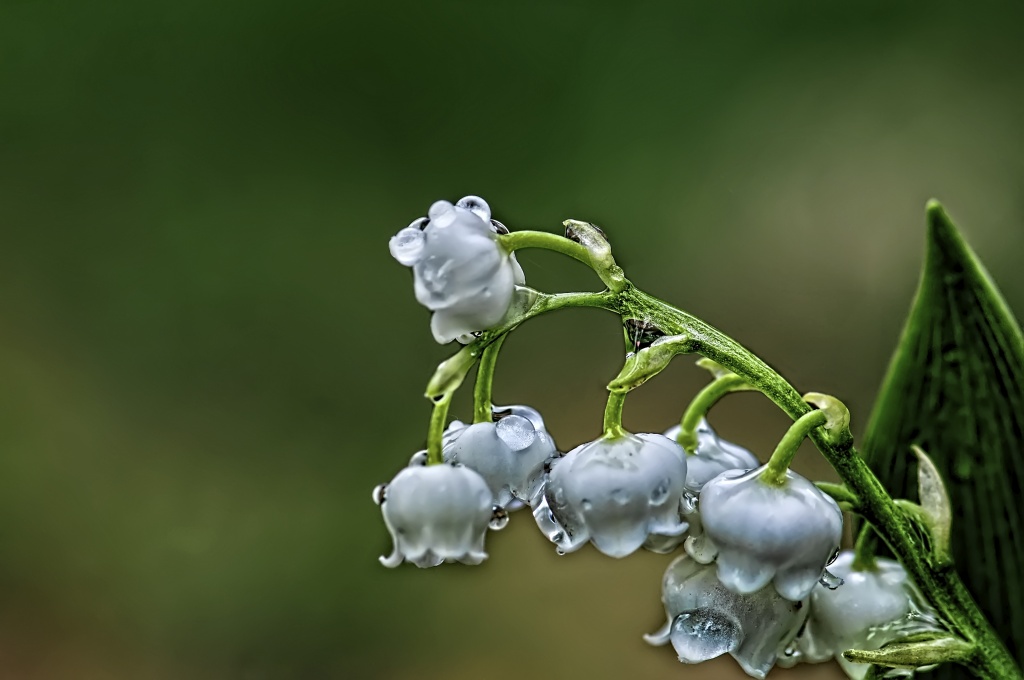 Lily of the Valley by lstasel