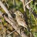 Savannah Sparrow by twofunlabs