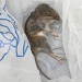Dead Mouse 3.31.12 by sfeldphotos