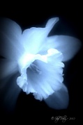 31st Mar 2012 - Angelic Daffodil