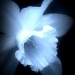 Angelic Daffodil by skipt07