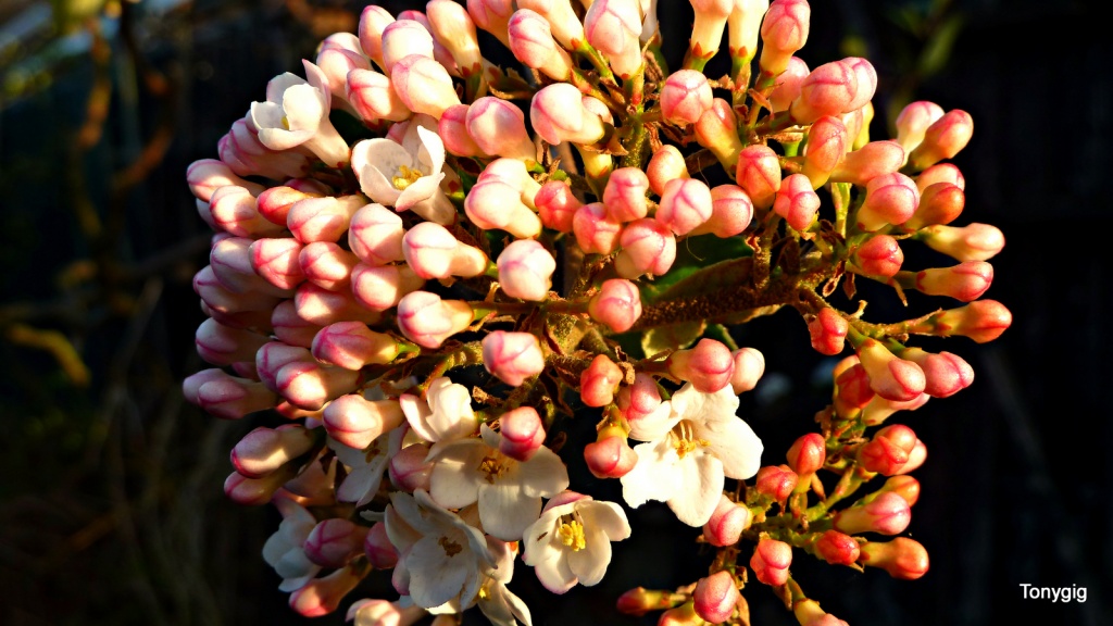 Flower buds by tonygig