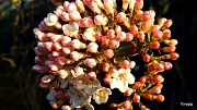 1st Apr 2012 - Flower buds