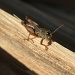 Grasshopper On Wood by wenbow