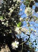 1st Apr 2012 - damson blossom
