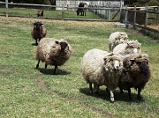23rd Mar 2012 - Shears. . .Run!!!