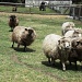 Shears. . .Run!!! by jnadonza
