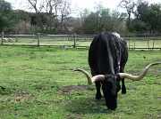 24th Mar 2012 - Long Horn