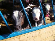 1st Apr 2012 - Silly Cow v2
