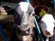 1st Apr 2012 - Silly Cow